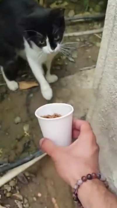 gato humilde demais