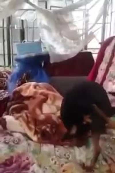 What dat dog doing?