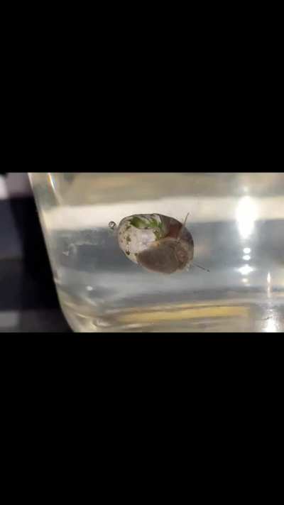 what is wrong with this snail? 