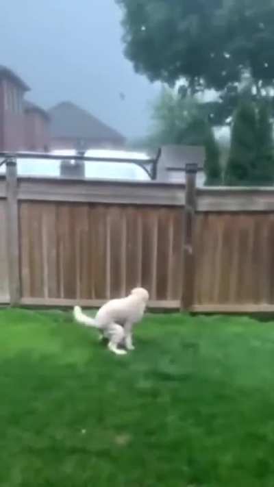 Dog Thinking 