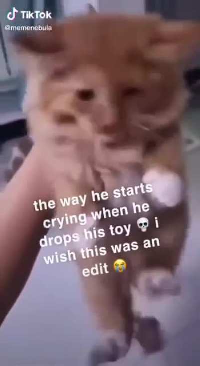 The way this little kitten instantly starts screaming when he drops his little toy just kills me.