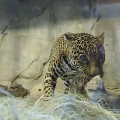 Cute leopard or jaguar cub (idk which flair)