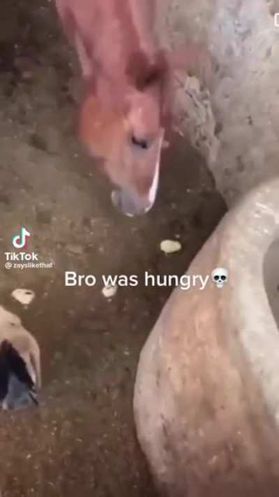I wonder how it tasted