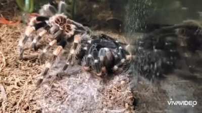 Tool Tarantula