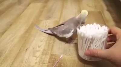 Operabirb