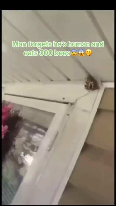 moldy wasp remover