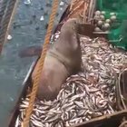 Russian fishing crew get a surprise catch