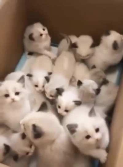 Котики