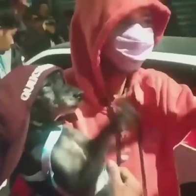 Tobia curtindo o bailão