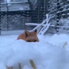 Dark Souls fox