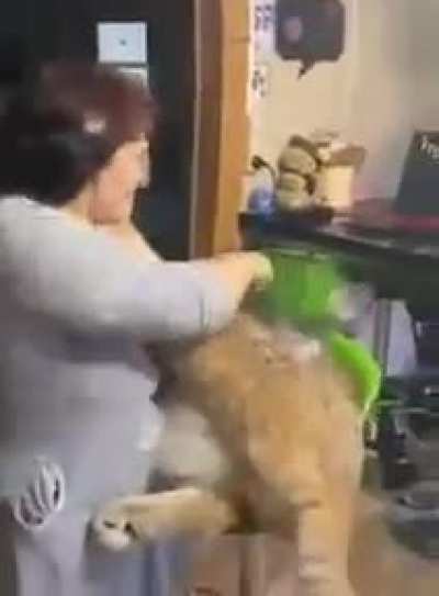This adorable giant cat.