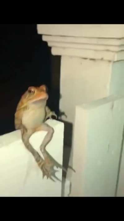 Frog sitting upright