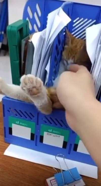 Task Meownager