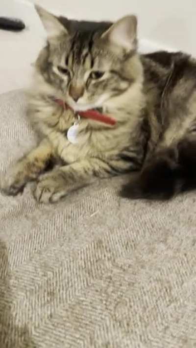 Little Cosmo squeak to say hi
