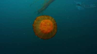 This is what a Pacific sea nettle looks like when you encounter one underwater [OC]