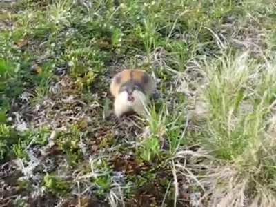 Lemmings do not appear to be afraid of anything, not even humans