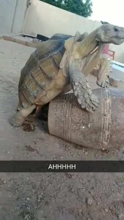 Tortoise