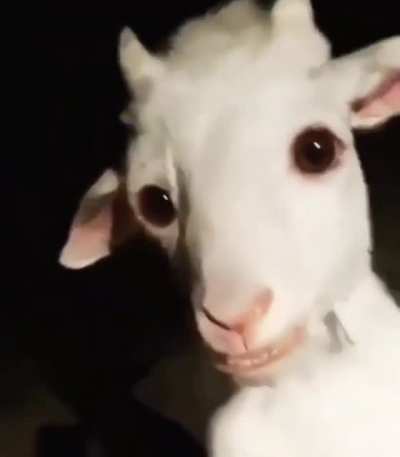 The Goat