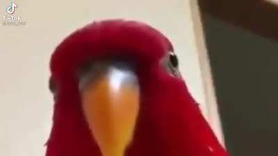 Quando eu falo pro meu pai que assisto hentai.(não liga se eu peguei o vídeo do tiktok) :)