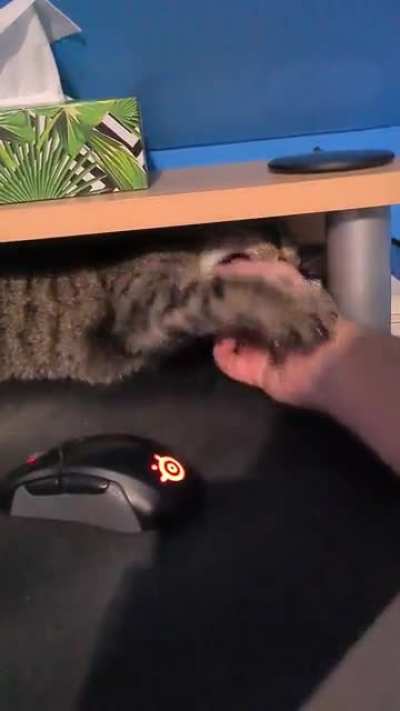Playing with cat.