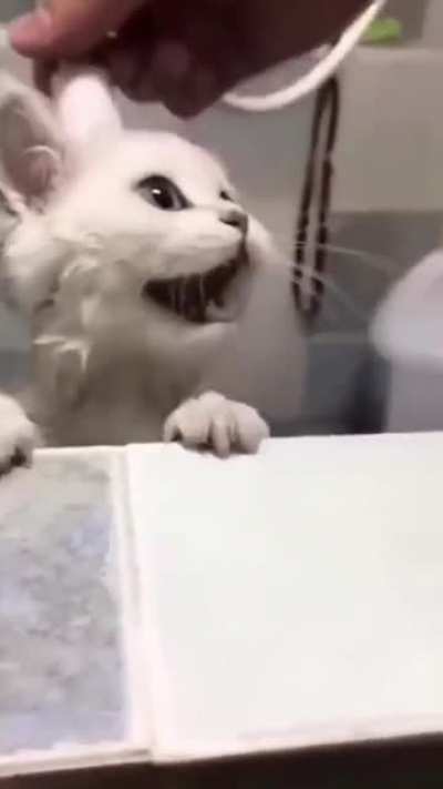 “Haaalp!”