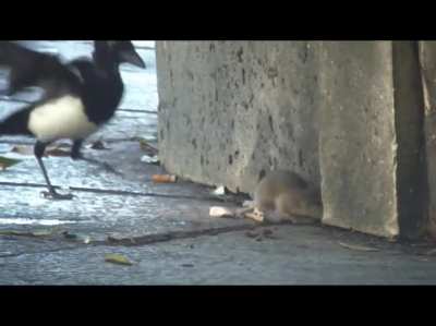 TWITTLE VS TWILAT EPIC FIGHT!!!