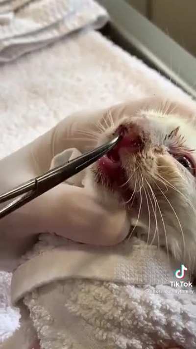 Vet removing maggot from kitten’s nose