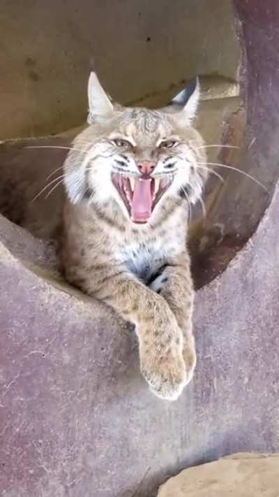Зяв!