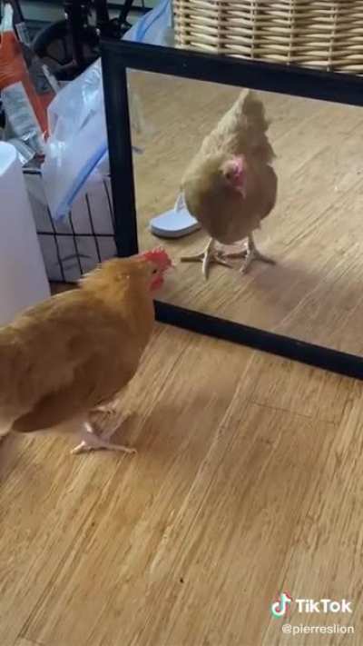 SCREEE-