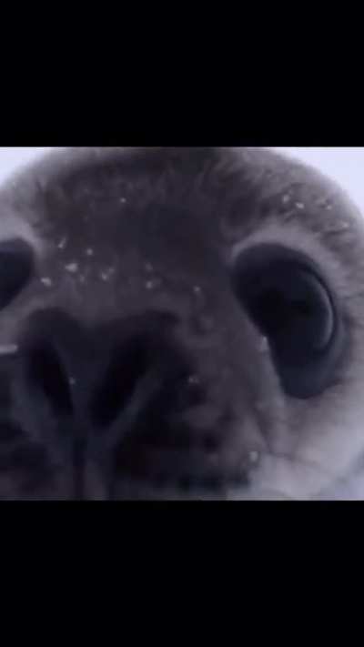 Sea doggo