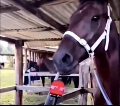 Horsin' around