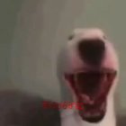 Arab dog singing