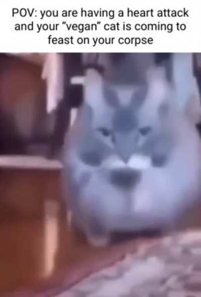 Such a nice cat