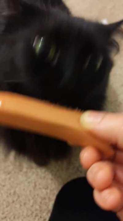 Demonstrating how a cat tongue can saw through a hot dog
