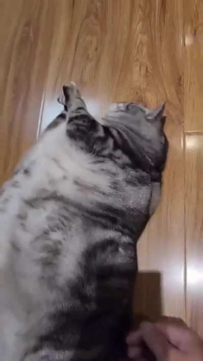 Mega Machonk