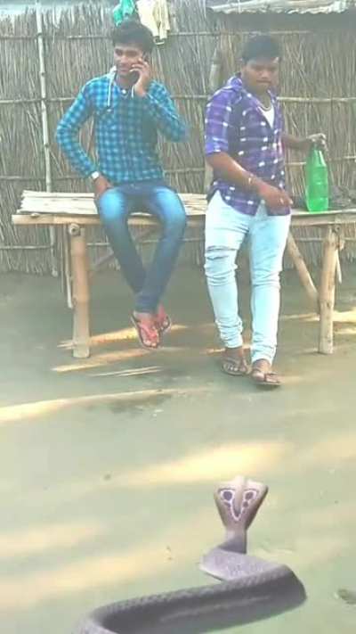 Two Shape Shifting Chads