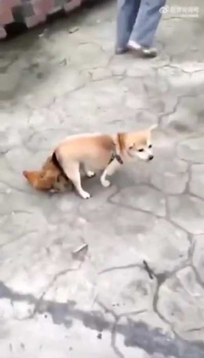 Chickdog