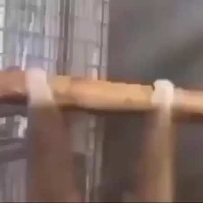 monke
