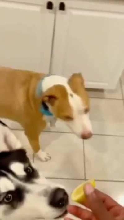 O dog quebrou