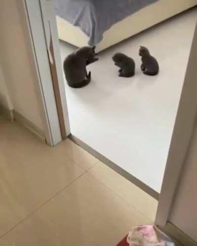 Momma teaching her babies how to clean themselves