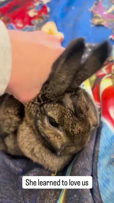 Bunny distribution system