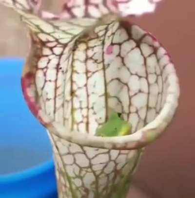 It’s not a Venus fly trap