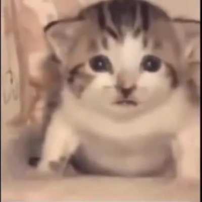 Oh noooo! Kitten bye