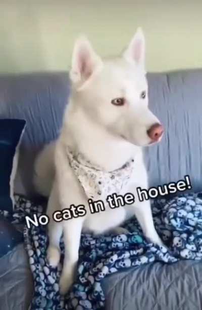 A Bad Kitty Terrorized Dogs