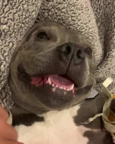 Chewbarka
