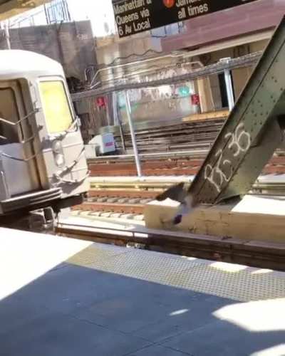 Pigeon mafia