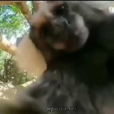 monke love ❤️