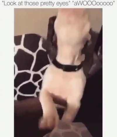 Tiny pup says 