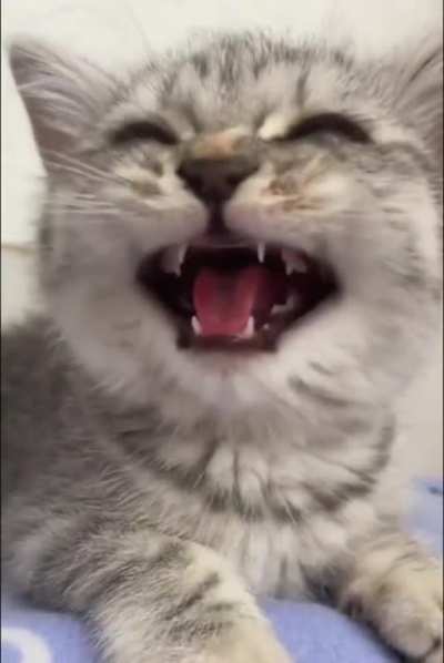 Alien Vs Purrdator