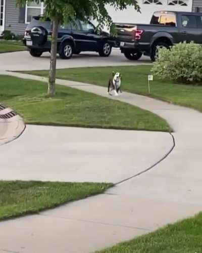 Good boy declares independence from humans (Colorized) (1875)